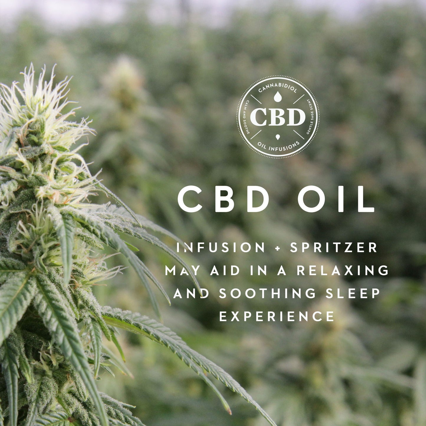 Zoned Dough - Cannabidiol Infusion Pillow Malouf