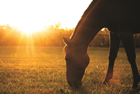 Sunset Grazing I By Donnie Quillen - Dark Brown Classy Art