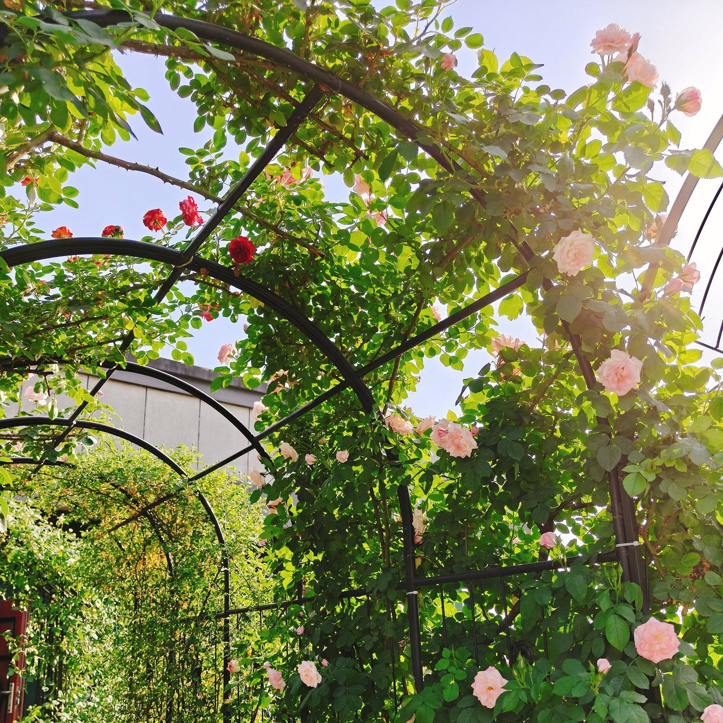 Metal Garden Arch With Two Plant Stands Wide High Climbing Plants Support Rose Arch Outdoor - Black Daily Nest