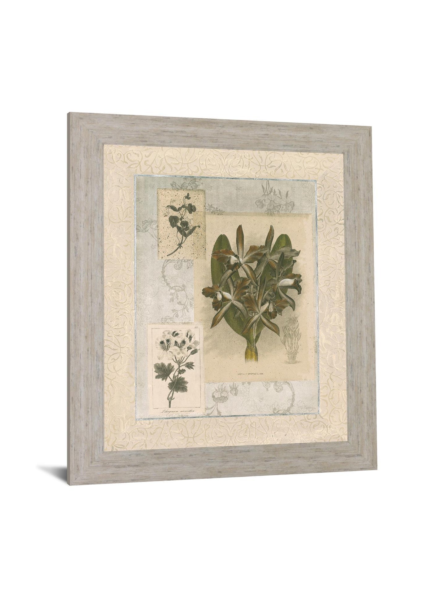 Vintage Botanical - 28" x 34" Framed Wall Art Classy Art
