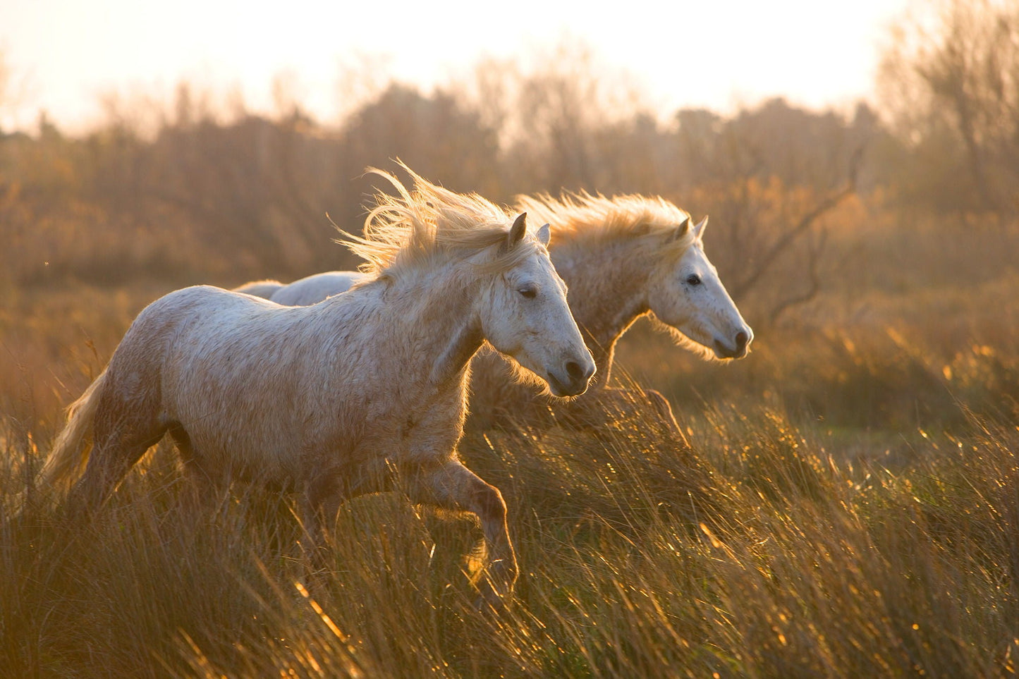 Two Horses Galloping By Jimmy'z - Dark Brown Classy Art