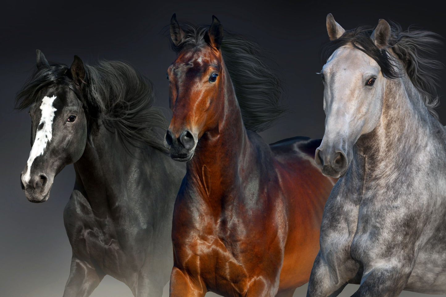 Small - Three Horses - Dark Gray - Snoozhouse