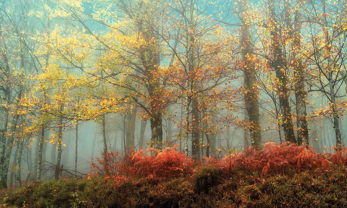 Framed Small - Beeches In The Mist By Lars Van De Goor - Blue