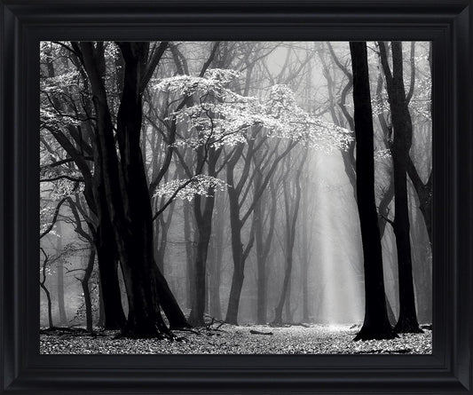 Silent Grove Shadows - 28" x 34" Framed Wall Art Classy Art