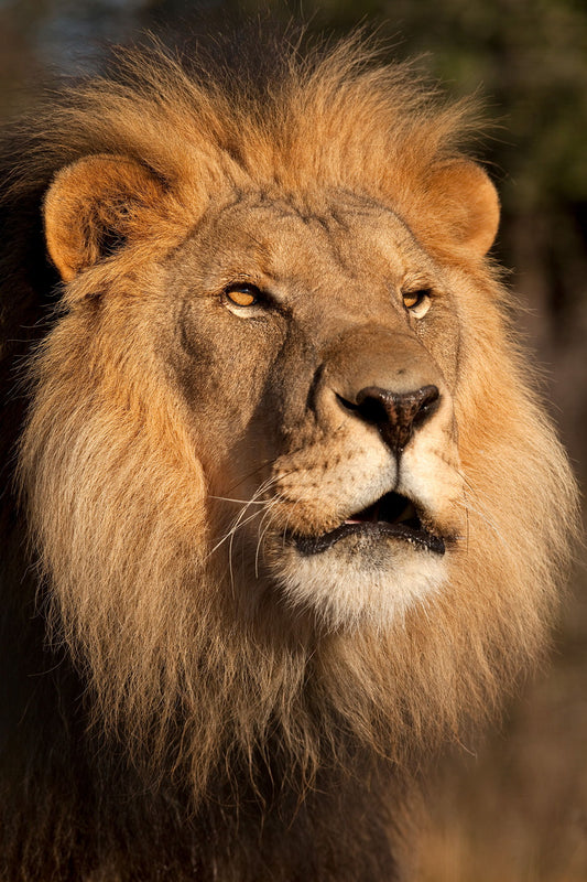 Framed - Lion At Sunset By Jimmy'z - Light Brown