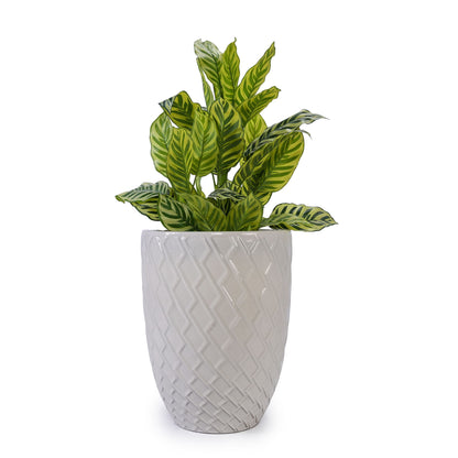 Ceramic Flowerpot, Planter For Patio, Garden, Windowsill Daily Nest