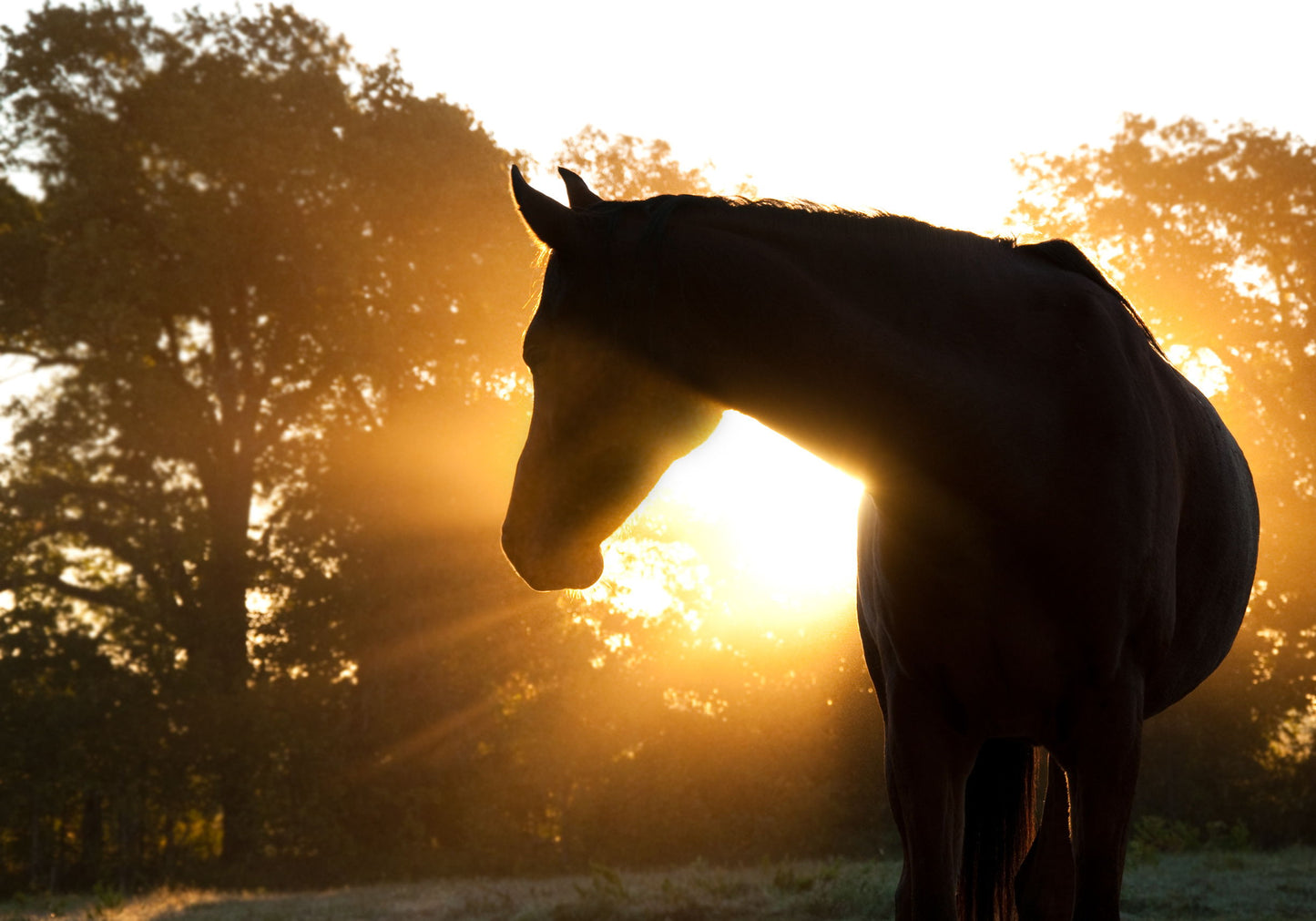 Small - Horse Silhoutte - Light Brown