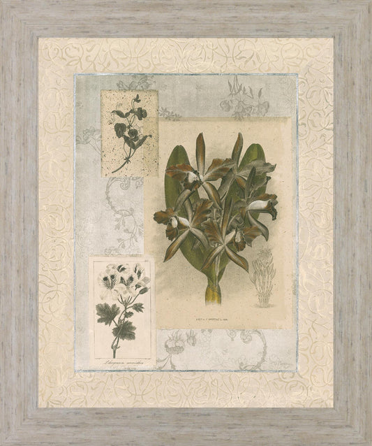 Vintage Botanical - 28" x 34" Framed Wall Art Classy Art