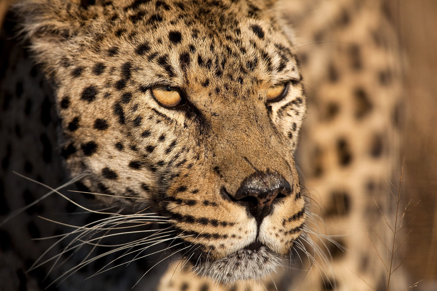 Framed - Cheetah Stare By Jimmy'z - Light Brown