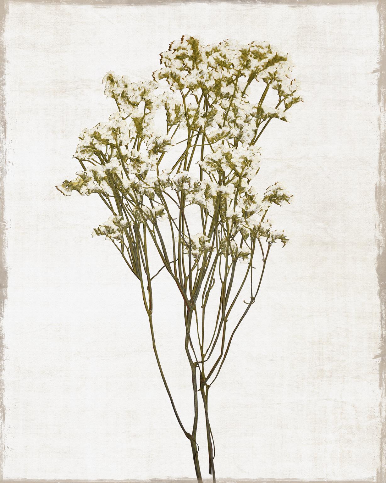 Farmhouse Pressed Flower II By Natalie Carpentieri - Beige