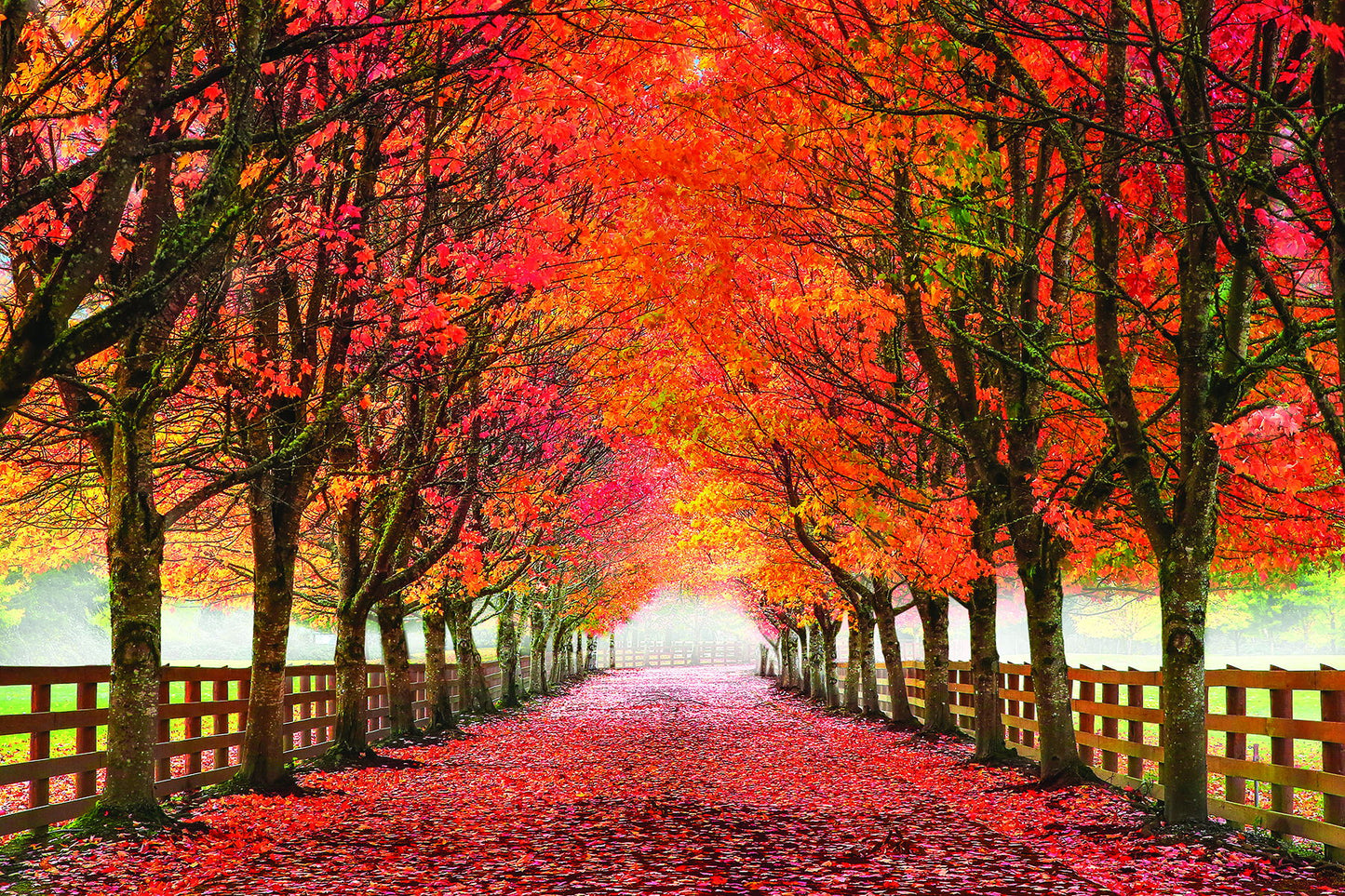 North Bend Trees By Aaron Reed - Orange