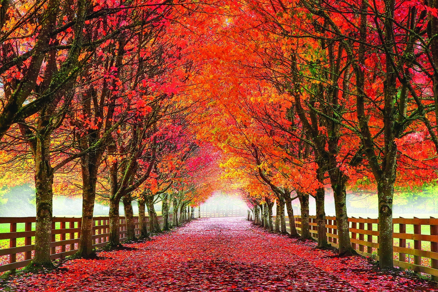 Small - North Bend Trees By Aaron Reed - Red Classy Art