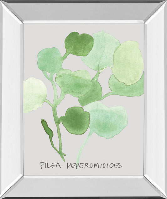 Pilea Peperomioides By Katrien Soeffers - Mirror Framed Print Wall Art - Green