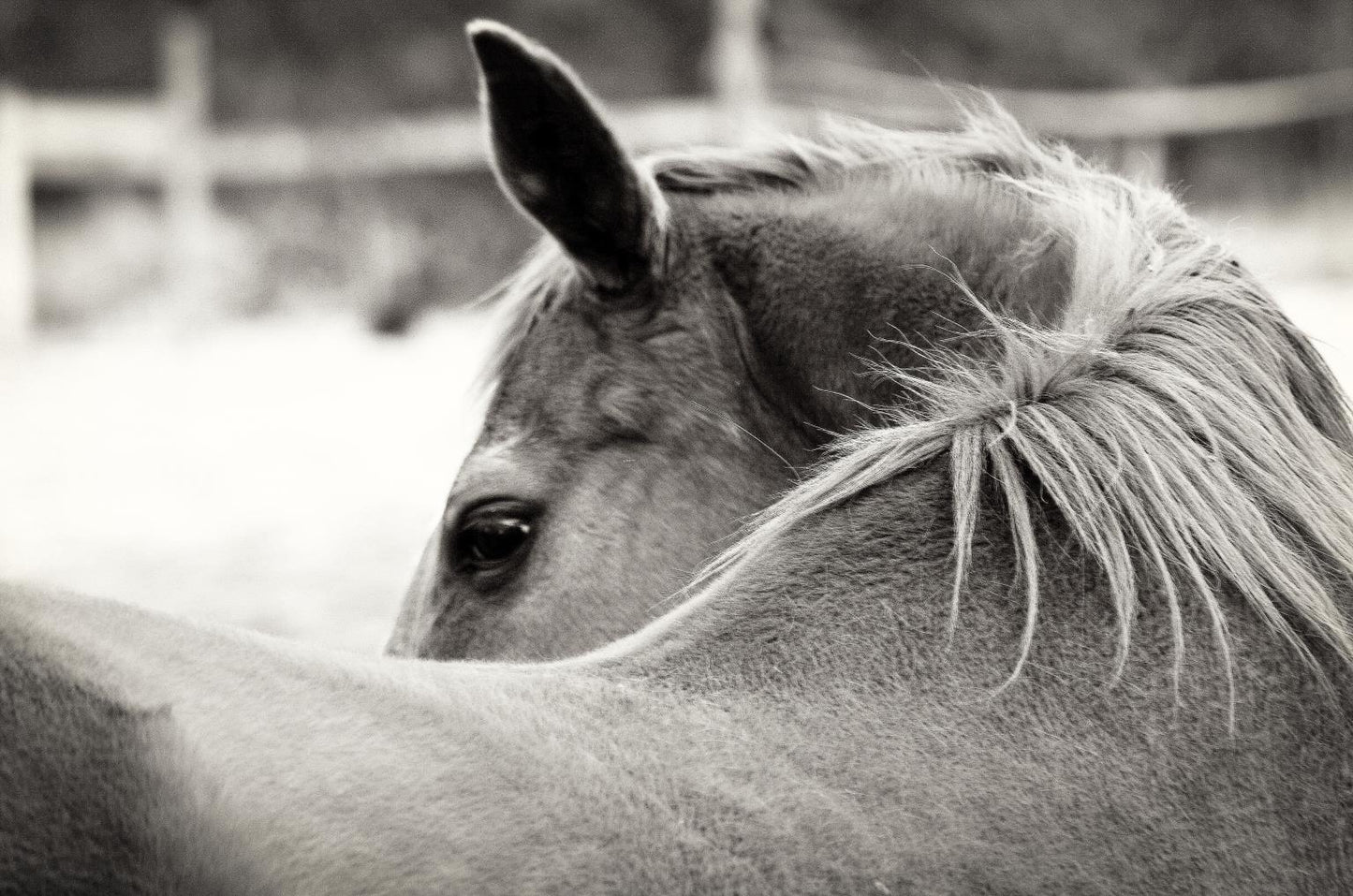 Over His Shoulder By Gail Peck (Framed) - Dark Gray