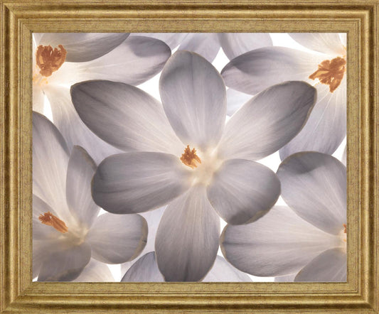 Whispering Blossom - 28" x 34" Framed Wall Art Classy Art