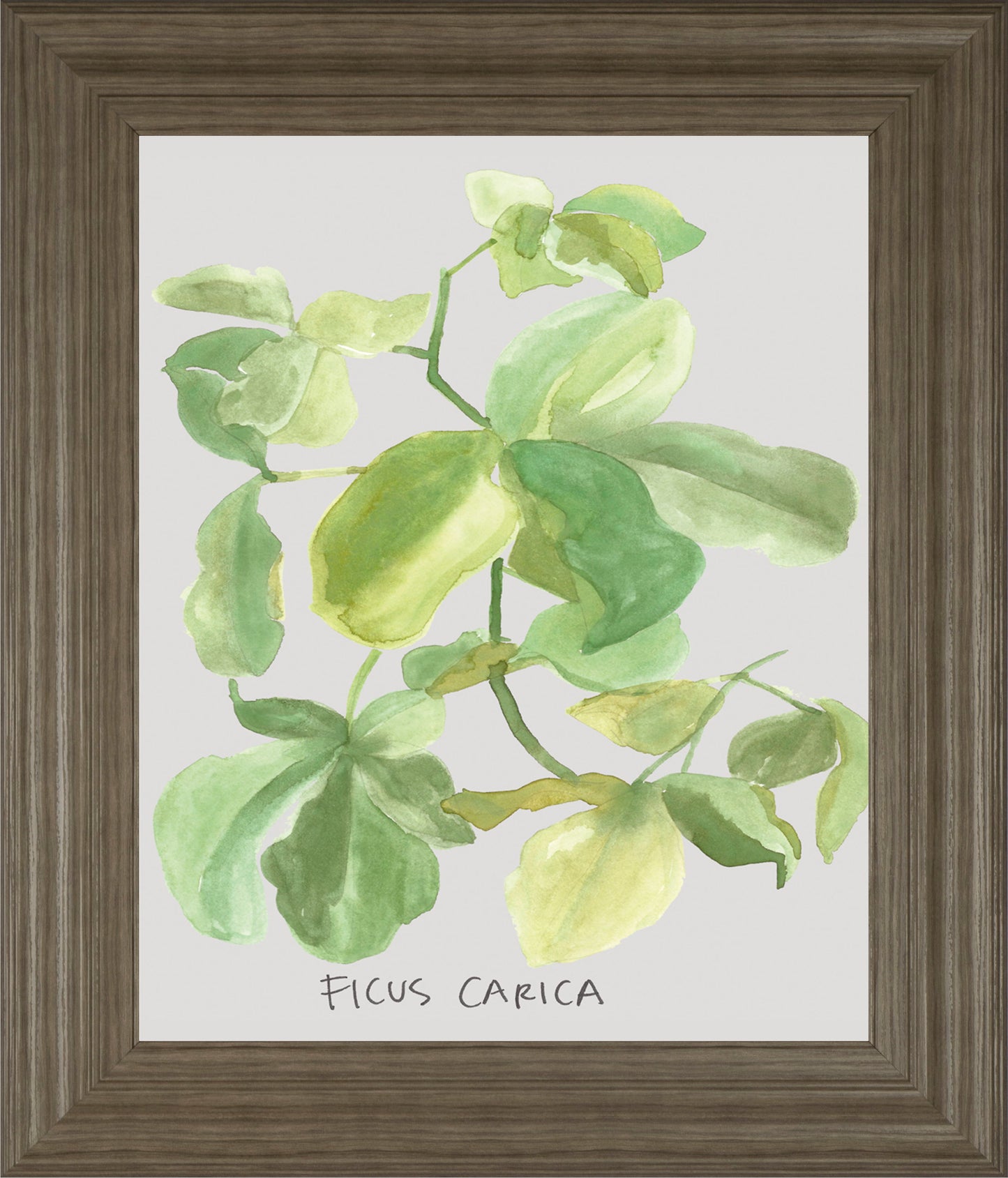 Ficus Carica By Katrien Soeffers - Framed Print Wall Art - Green