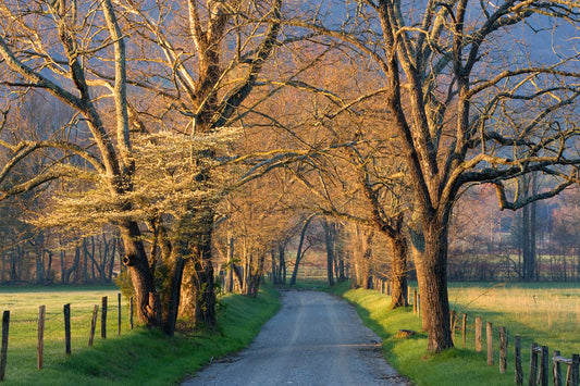 Framed - Sunset Path By Jimmy'z - Light Brown