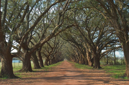 Small - Oak Alley By Alexey - Green