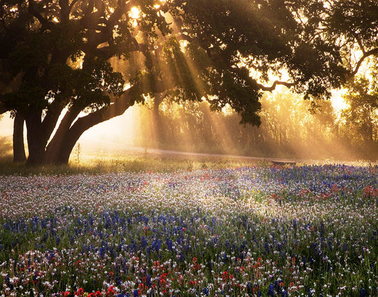 Framed Small - Morning Meadow Sunrise By Danita Delimont - Light Brown