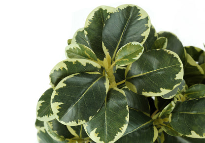 14" Tall, Artificial Plant, Ficus, Indoor, Faux, Fake, Table, Greenery, Potted, Decorative (Set of 2) - Green / Black 8th Street
