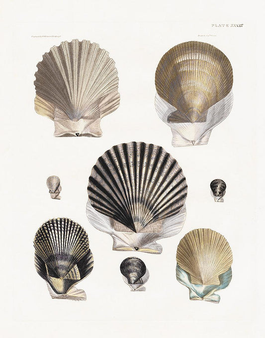 Vintage Shell I By Kelly Donovan - White