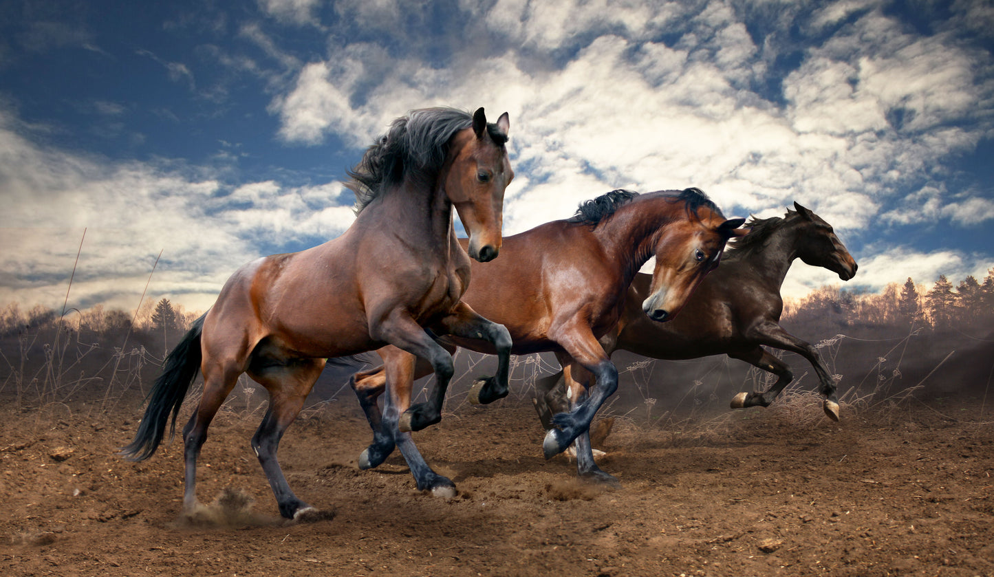 Framed Small - Wild Horses By Sasha S - Dark Brown