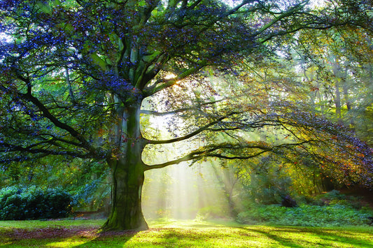 The Natural Queen By Lars Van De Goor - Dark Brown