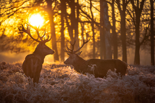 Framed Small - Deer At Dusk - Orange