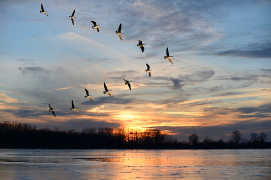 Framed Small - Migration - Blue