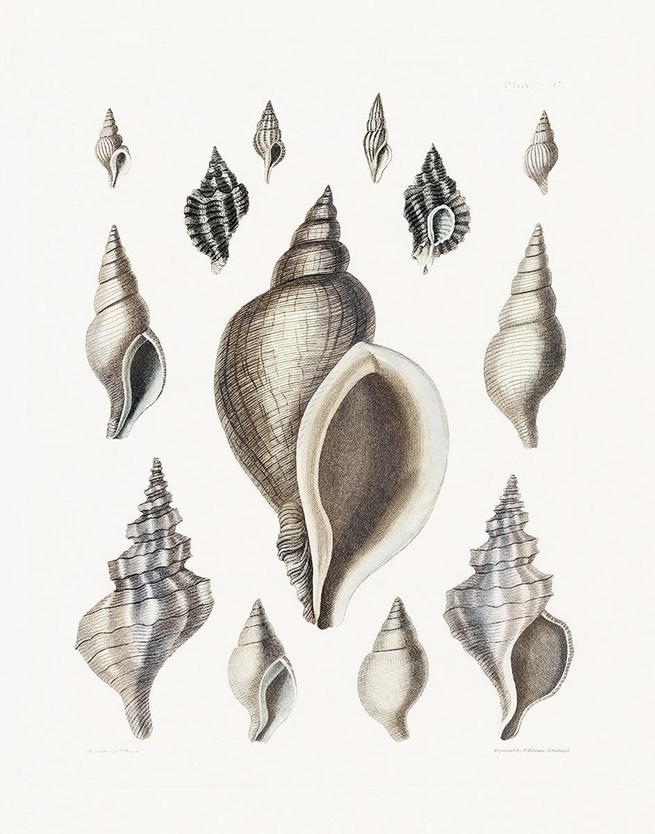 Vintage Shell II By Kelly Donovan (Framed) - White Classy Living