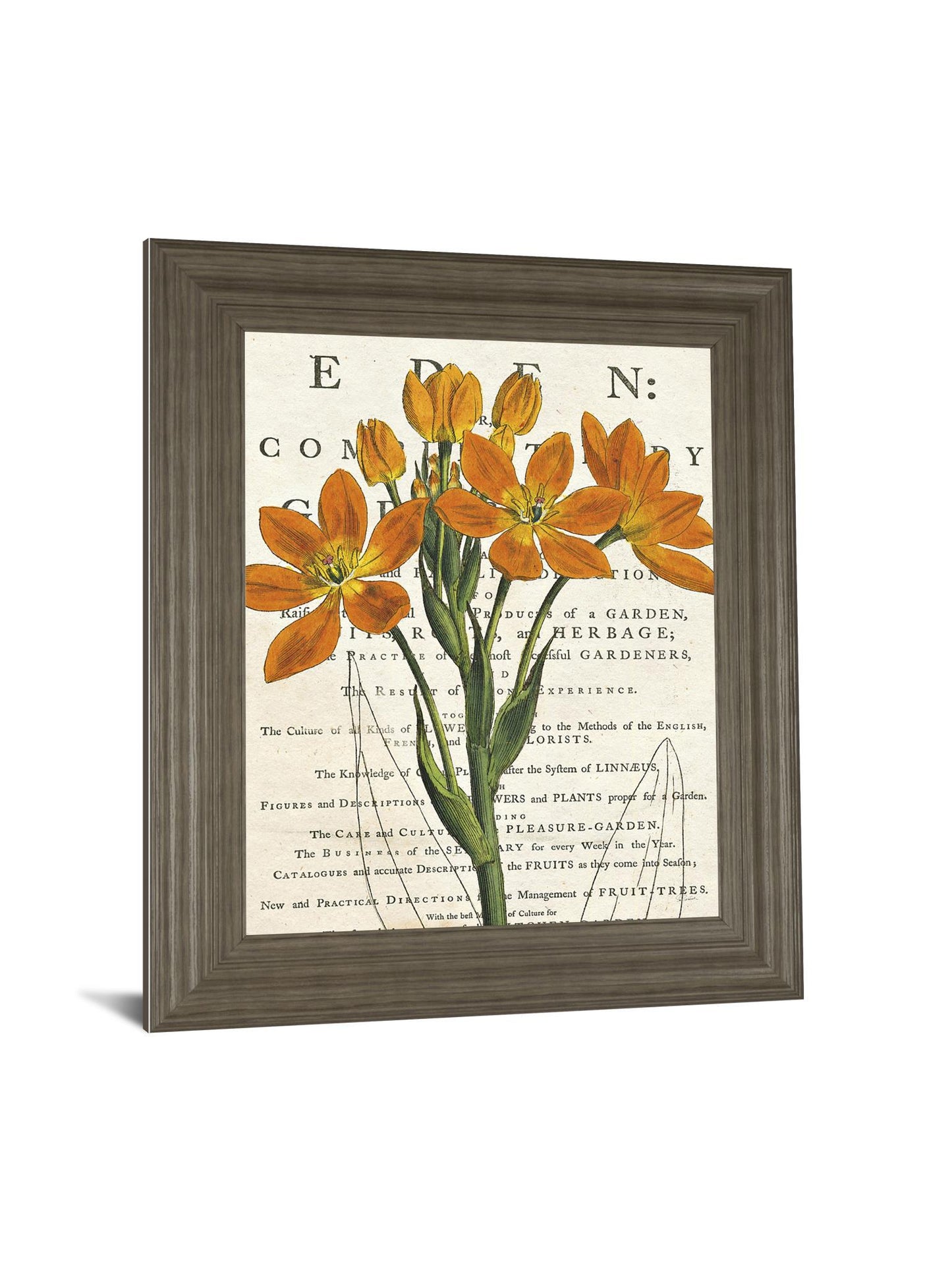 Eurphoria Botany By Sue Schlabach - Framed Print Wall Art - Orange