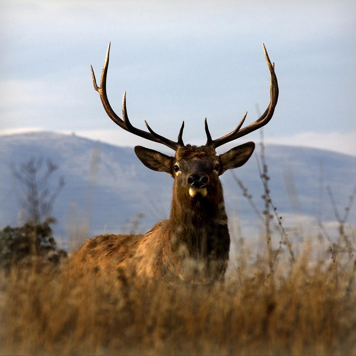 Big Elk Charlo By Danita Delimont - Light Brown