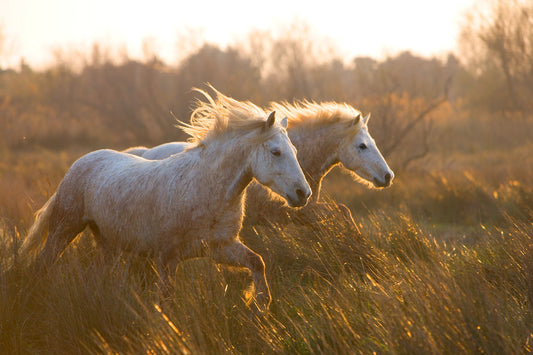 Framed Small - Two Horses Galloping By Jimmy'z - Light Brown