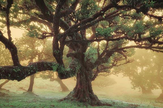 Tree Dreams By Martin Podt (Framed) - Green