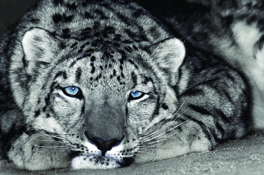 Snow Leopard Sanctuary By D. Welling - Dark Gray