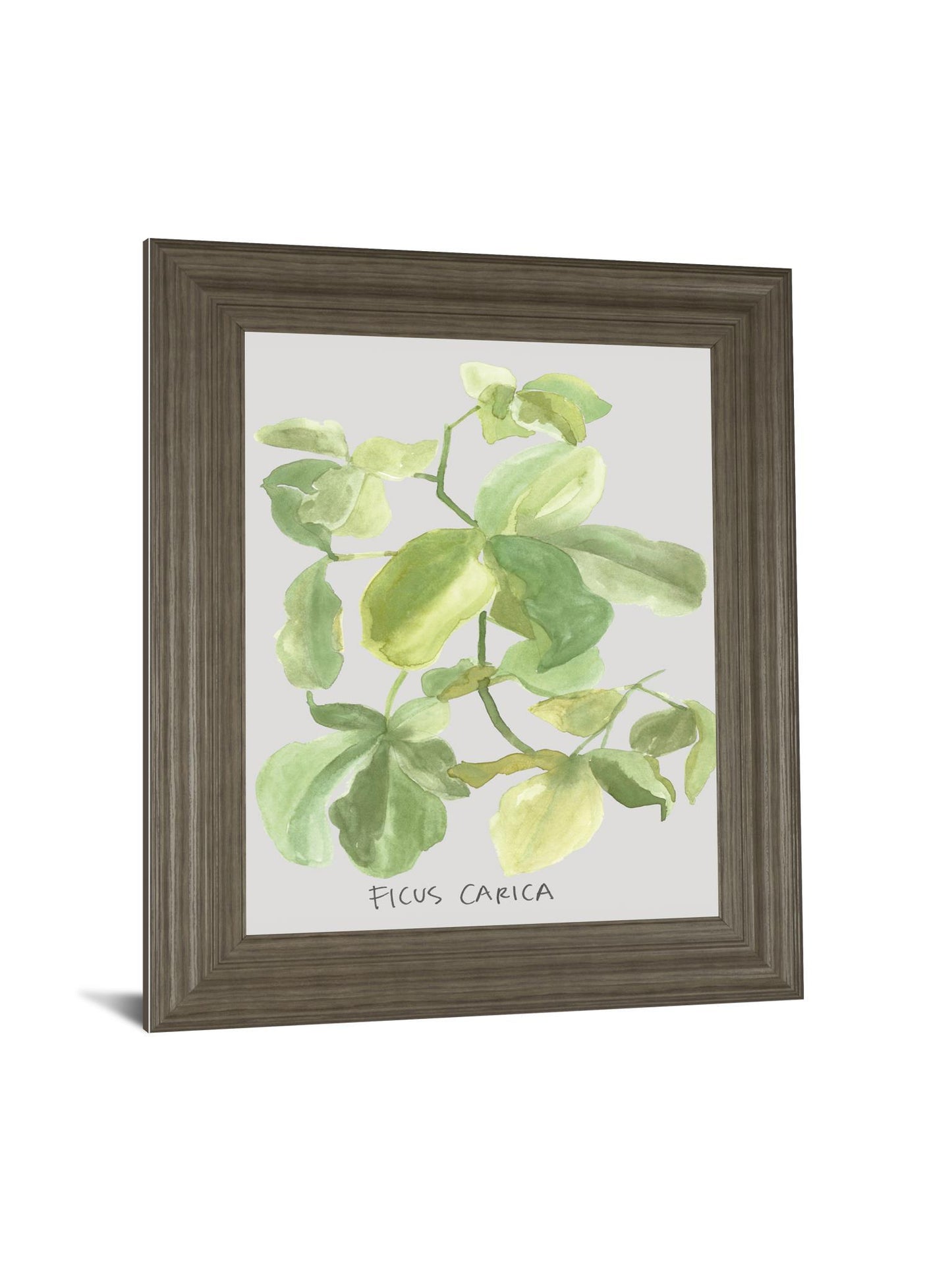 Ficus Carica By Katrien Soeffers - Framed Print Wall Art - Green